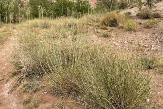 Red Rock Sunflower | By Matt Berger https://www.inaturalist.org/people/sheriff_woody_pct - https://www.inaturalist.org/observations/129858517, CC BY 4.0, https://commons.wikimedia.org/w/index.php?curid=149517941